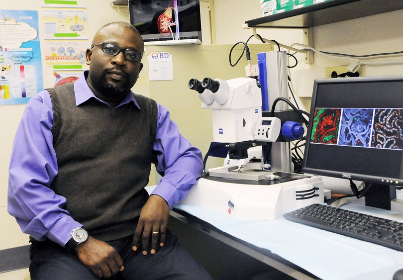 A newly funded NIH grant will allow Dr. Adebowale Adebiyi to further investigate newborn kidney function. He will focus on the functions of cell membrane proteins known as “ion channels” that are located in blood vessels and glomeruli (delicate units where blood is cleaned and filtered) within the kidneys.