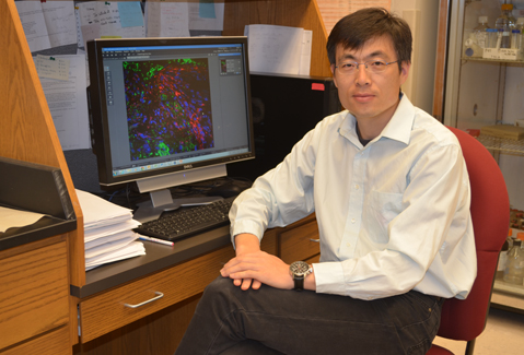 With the help of a $308,000 grant from the American Heart Association, Dr. Dong Wang and his research team will be able to further explore ways to improve the treatment of patients with heart attack and ischemic heart disease.